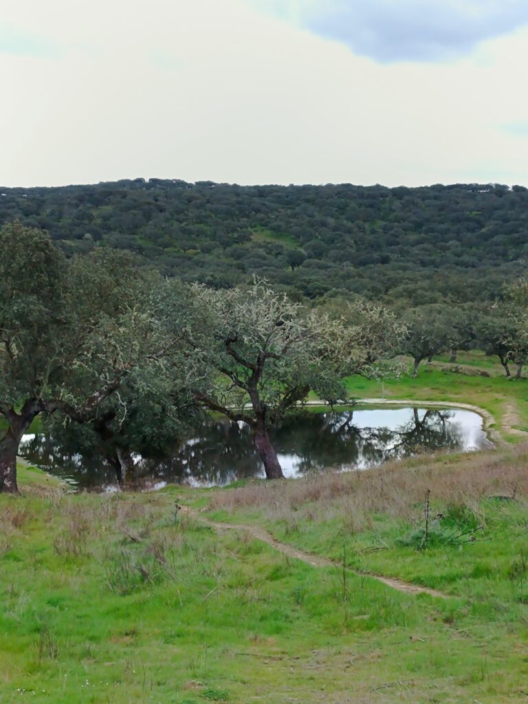 Charca abrevadero de ganado vacubo y porcino en Casa Rural LA Cabra de Monesterio, Extremadura